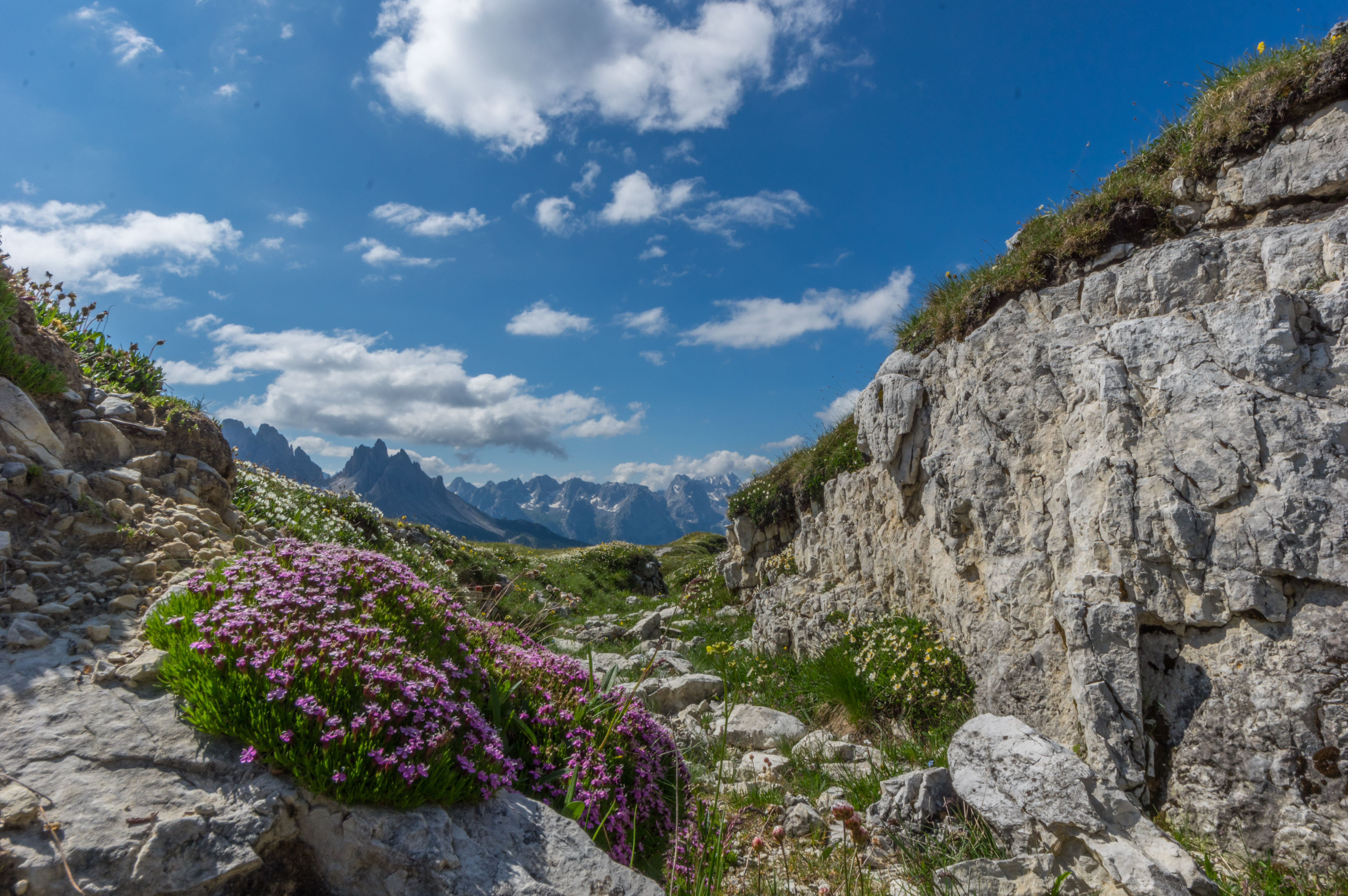 alpines Ökosystem: Bergflora