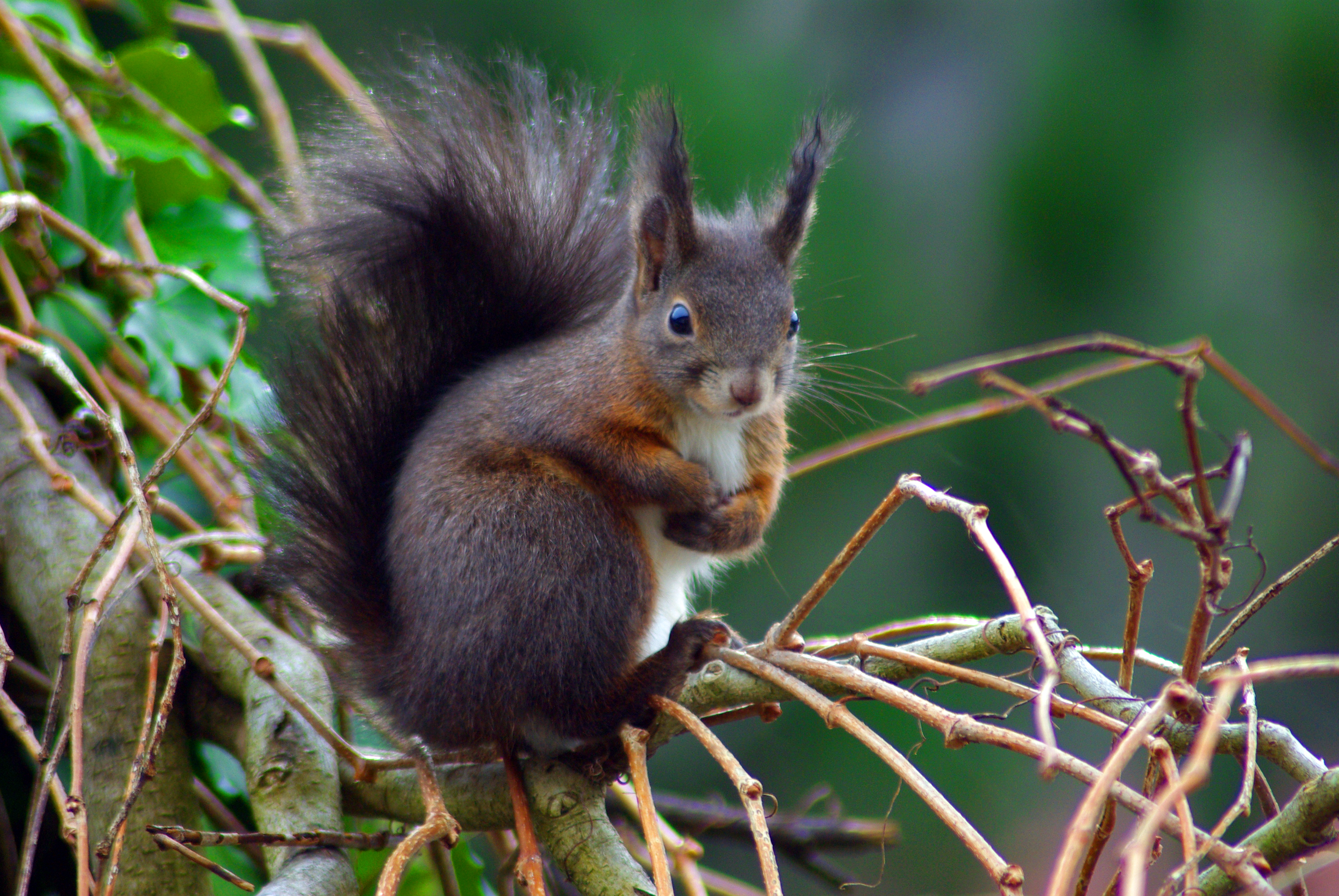 Kletterkünstler: Eichhörnchen